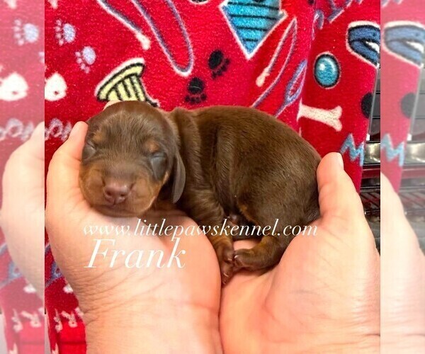 Medium Photo #1 Dachshund Puppy For Sale in WINNSBORO, LA, USA