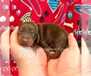 Dachshund Puppy for Sale in WINNSBORO, Louisiana USA