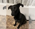 Small Photo #3 Labrador Retriever-Unknown Mix Puppy For Sale in Queen Creek, AZ, USA