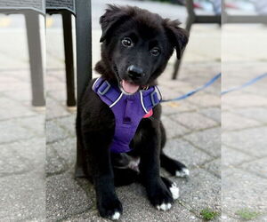 Akita-Unknown Mix Dogs for adoption in Farmington, MN, USA