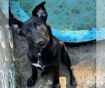 Small #5 Retriever  Mix