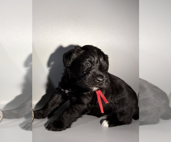 Medium Photo #3 Schnauzer (Miniature) Puppy For Sale in SAINT LOUIS, MO, USA