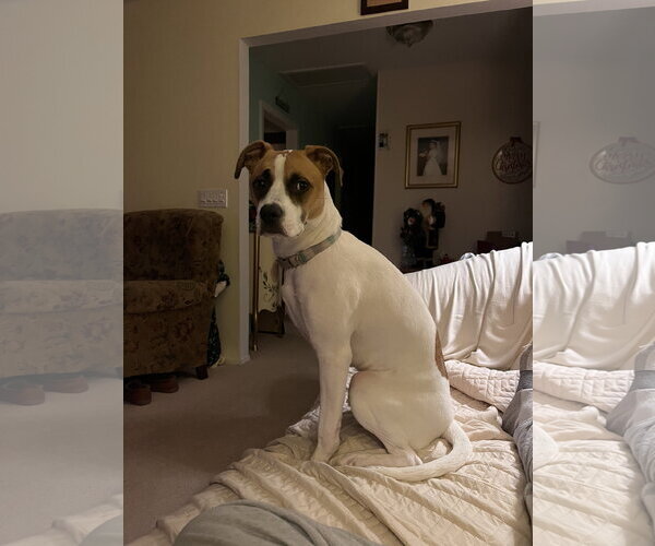 Medium Photo #3 Boxer-Unknown Mix Puppy For Sale in Stanhope, NJ, USA