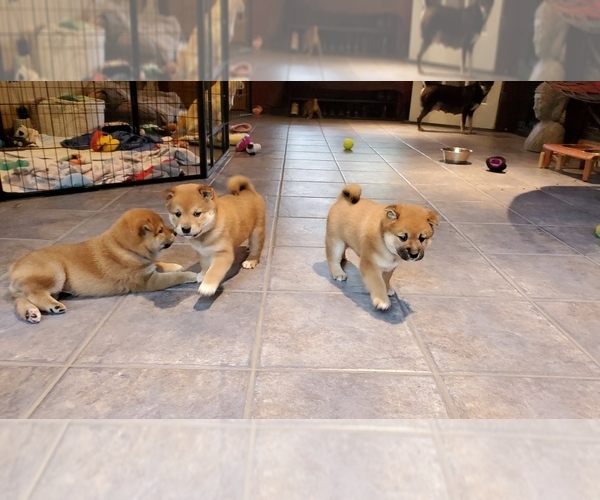 Medium Photo #19 Shiba Inu Puppy For Sale in SOMERSWORTH, NH, USA