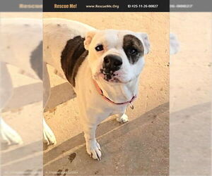 American Pit Bull Terrier-Staffordshire Bull Terrier Mix Dogs for adoption in Benton, PA, USA