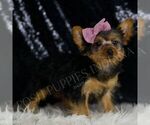 Small #2 Yorkshire Terrier