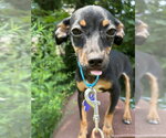 Small #2 Chihuahua Mix