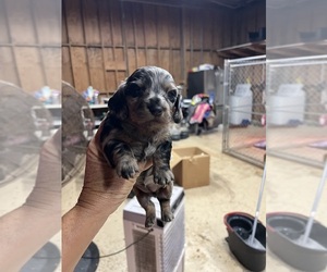 Dachshund Puppy for sale in WHITE OAK, GA, USA