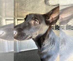 German Shepherd Dog Dogs for adoption in Rancho Cucamonga, CA, USA