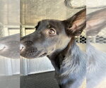 Small German Shepherd Dog