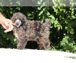 Small #10 Poodle (Miniature)
