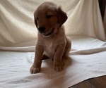 Small #2 Golden Retriever