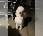 Small Photo #1 Poodle (Standard) Puppy For Sale in SANGER, CA, USA