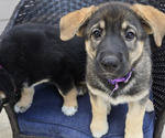 Puppy Puppy 2  Purpl German Shepherd Dog