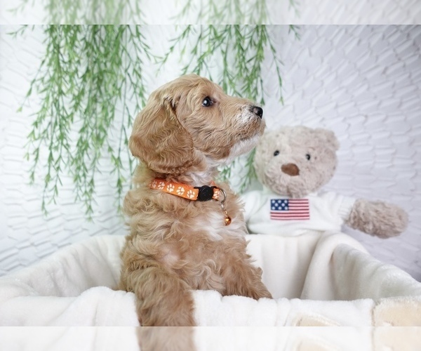 Medium Photo #1 Goldendoodle Puppy For Sale in NASHVILLE, TN, USA