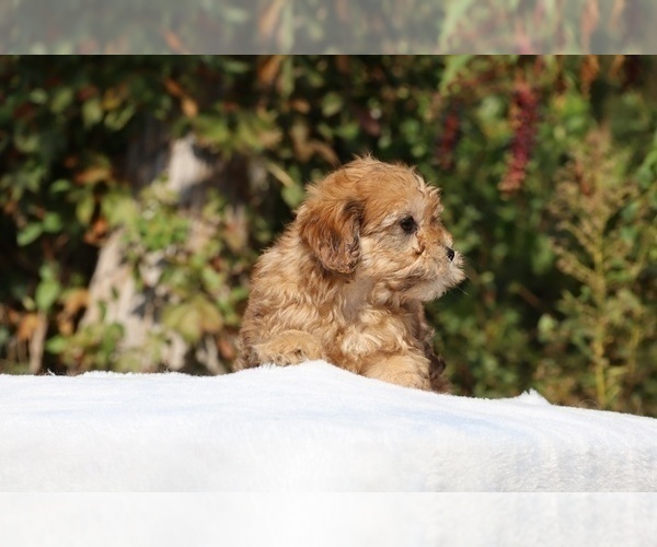Medium Photo #17 ShihPoo Puppy For Sale in DYERSBURG, TN, USA