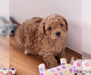 Poodle (Miniature)-Zuchon Mix Puppy for sale in ALGOMA, WI, USA