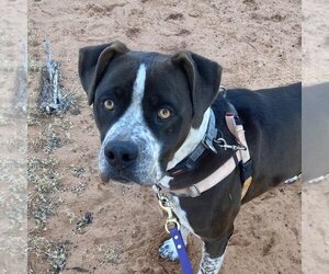 American Staffordshire Terrier-Boxer Mix Dogs for adoption in Kanab, UT, USA
