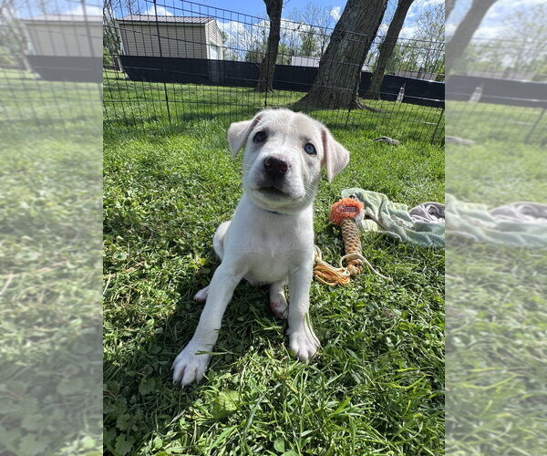 Medium Photo #4 Siberian Husky-Unknown Mix Puppy For Sale in Springdale, PA, USA