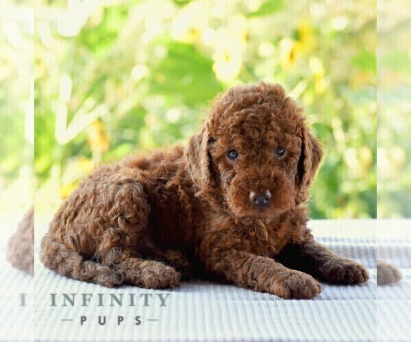 Medium Photo #3 Goldendoodle (Miniature) Puppy For Sale in SUNBURY, PA, USA