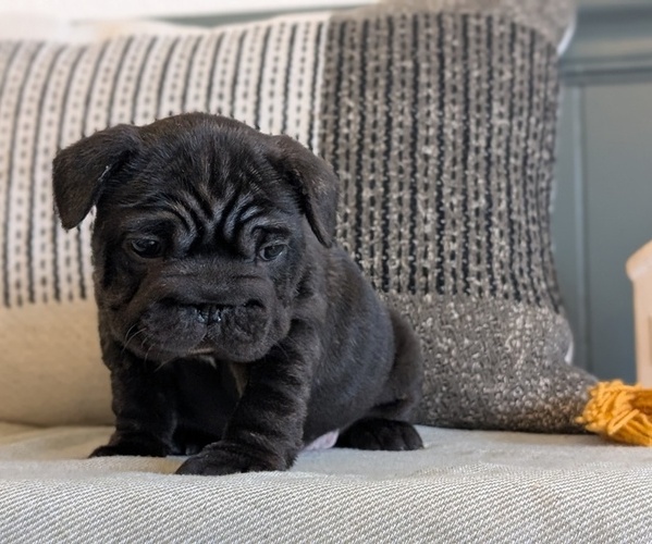 Medium Photo #17 French Bulldog Puppy For Sale in GOSHEN, IN, USA