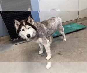 Siberian Husky Dogs for adoption in Camarillo, CA, USA