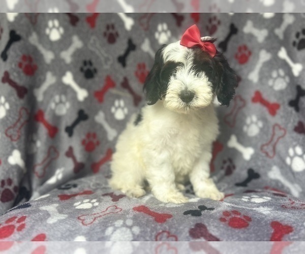 Medium Photo #5 Cock-A-Poo Puppy For Sale in LAKELAND, FL, USA
