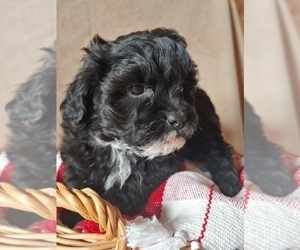ShihPoo Puppy for sale in CANON CITY, CO, USA