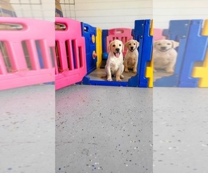 Labrador Retriever Puppy for sale in WAGENER, SC, USA