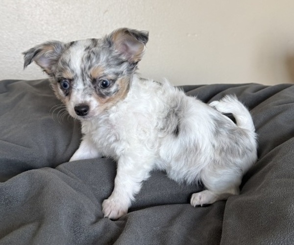 Medium Photo #22 Chihuahua Puppy For Sale in MARCUS, IA, USA
