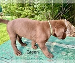 Small #2 Labrador Retriever