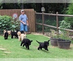 Small Photo #13 Poodle (Standard) Puppy For Sale in SAND SPRINGS, OK, USA