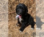 Small Photo #2 Bernedoodle Puppy For Sale in SHELBYVILLE, IL, USA