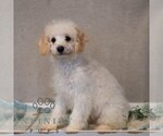 Small #2 Bichpoo