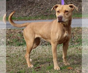 American Pit Bull Terrier-Labrador Retriever Mix Dogs for adoption in Prattville, AL, USA