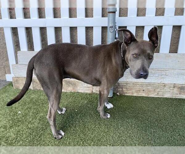 Medium Photo #1 Mutt Puppy For Sale in Modesto, CA, USA