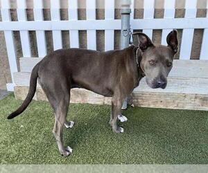 Mutt Dogs for adoption in Modesto, CA, USA