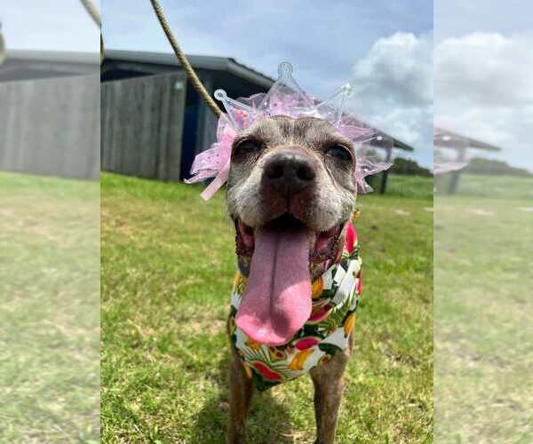 Medium Photo #8 Mutt Puppy For Sale in Abbeville, LA, USA