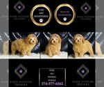 Small #5 Poodle (Toy)