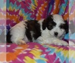 Small Photo #2 Australian Shepherd-Poodle (Toy) Mix Puppy For Sale in SUNBURY, PA, USA