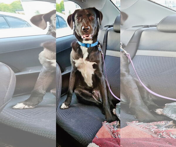 Medium Photo #1 Labrador Retriever-Unknown Mix Puppy For Sale in Minneapolis, MN, USA