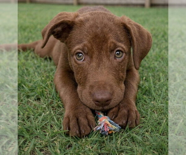 Medium Photo #2 Labrador Retriever-Unknown Mix Puppy For Sale in Grovertown, IN, USA