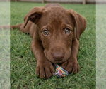 Small #1 Labrador Retriever Mix