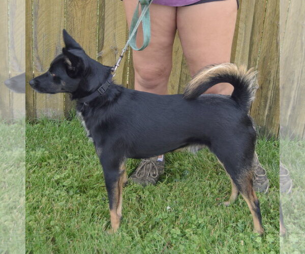 Medium Photo #4 Aussie Siberian Puppy For Sale in Huntley, IL, USA