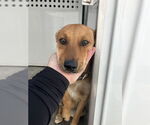 Small Mutt