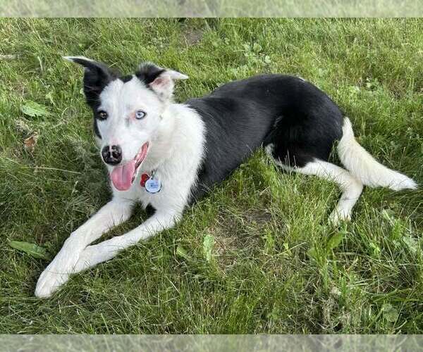 Medium Photo #9 Border Collie Puppy For Sale in Highland, IL, USA