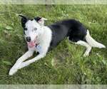 Small #8 Border Collie