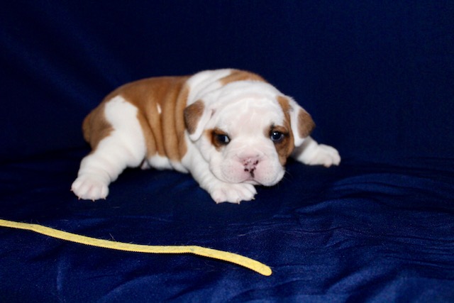 Medium Photo #1 English Bulldog Puppy For Sale in LOUISBURG, KS, USA