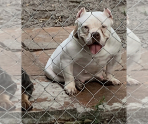 Mother of the American Bully puppies born on 06/04/2019