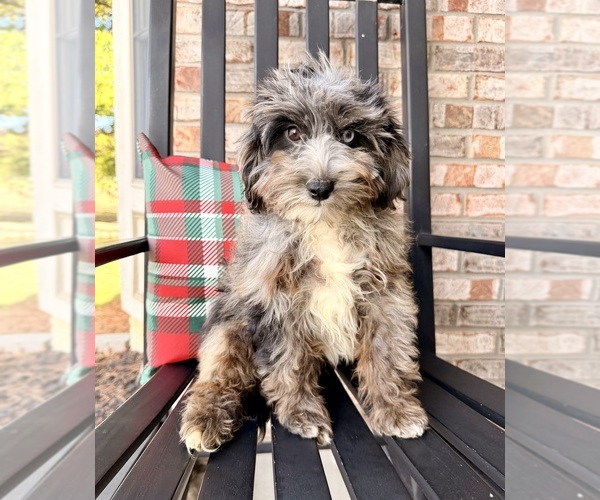 Medium Photo #1 Cock-A-Poo Puppy For Sale in GREENFIELD, IN, USA